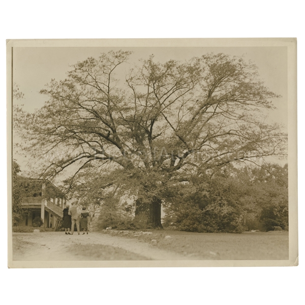 Early 1930's Augusta National Golf Club Type 1 Original Photo of Oak Tree by Clubhouse at 9th Hole