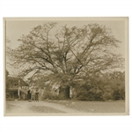 Early 1930s Augusta National Golf Club Type 1 Original Photo of Oak Tree by Clubhouse at 9th Hole