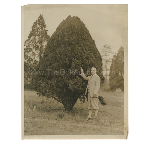 Early 1930's Augusta National Golf Club Type 1 Original Photo of a Surveyor w/ Tree on 18th Hole