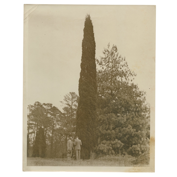 Early 1930's Augusta National Golf Club Type 1 Original Photo of Pine Tree w/ Architects 10th Hole