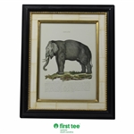 Elefante Display Print - Framed