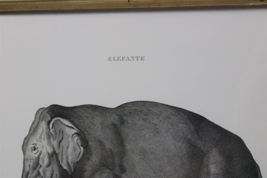 Elefante' Display Print - Framed