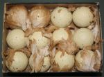 DOZEN of Spalding Mint Bramble Gutty Balls in ORIGINAL BOX! 