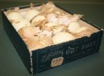 DOZEN of Spalding Mint Bramble Gutty Balls in ORIGINAL BOX! 