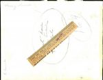 Lot of 5 Sam Snead Wire Photos