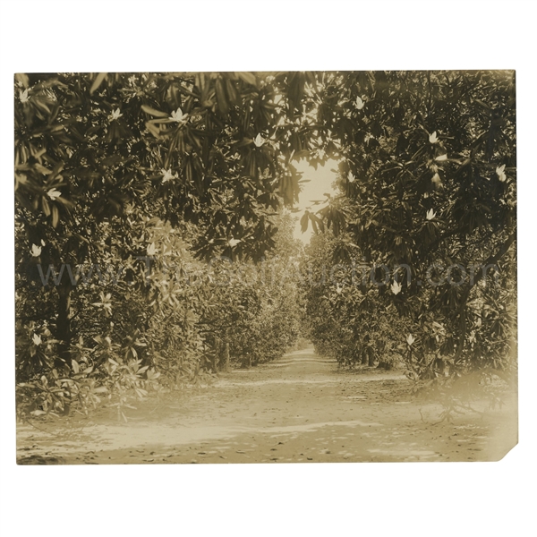 Early 1930s Augusta National Golf Club Original Photo of Magnolia "Avenue" Lane