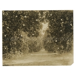 Early 1930s Augusta National Golf Club Original Photo of Magnolia "Avenue" Lane