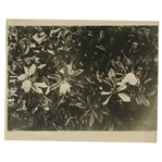 Early 1930s Augusta National Golf Club Original Photo of Magnolias