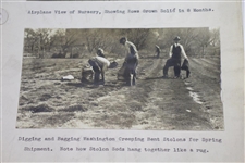 1920's Photos of Ohio State Bent Nurseries - Columbus, OH. - Wendell Miller Collection