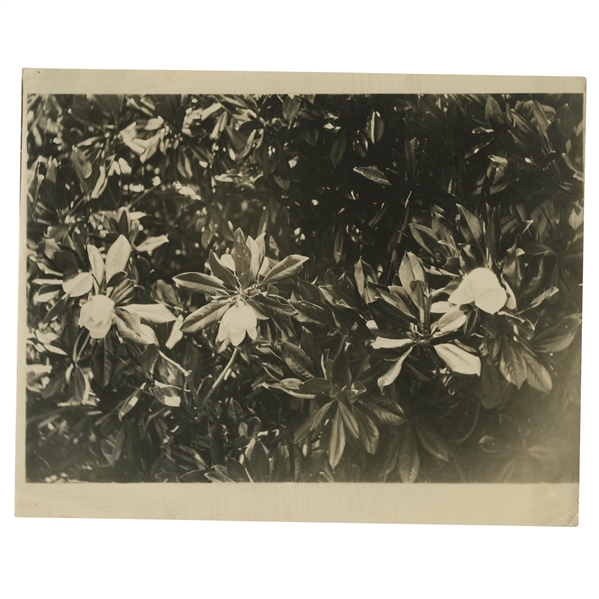 Early 1930s Augusta National Golf Club Original Photo of Magnolias