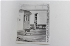 President Eisenhower Golfing at The White House Plus Holding Ball Wire Photos