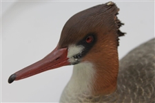 Ray Floyd's Carved Wooden Red Bill Full Size Duck Decoy by Master Carver Warren Saunders