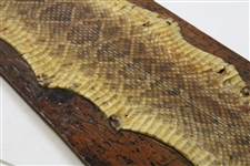 Babe Zaharias' Best Blast Personal Rattlesnake Skin Mount w/Shell Casing