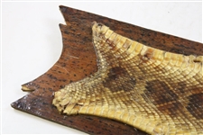Babe Zaharias' Best Blast Personal Rattlesnake Skin Mount w/Shell Casing