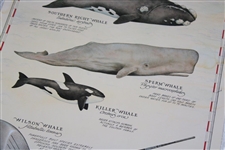 1991 Payne Stewart Wilson 'Whales of the World' Whale Driver US Open Trophy Poster
