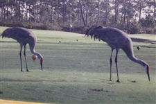 Two (2) Cranes On Golf Course Photo - Framed