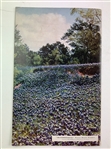1941 US Open Championship at Colonial CC Program - Craig Wood Winner